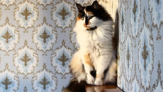 Fluffy tricolor cat in sunset sitting against wall with floral pattern wallpaper and grooming herself