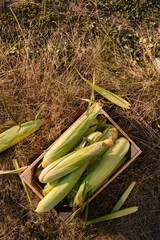 Obraz premium Just picked sweet corn cobs in wood plank crate flat lay view