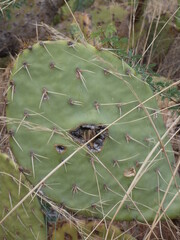 Close-up of cactus (Cactaceae) at Indian Garden, Grand Canyon, Arizona, USA