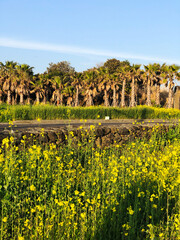 Yellow field in Jeju