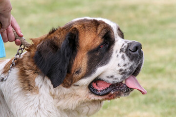 St Bernard dog head study
