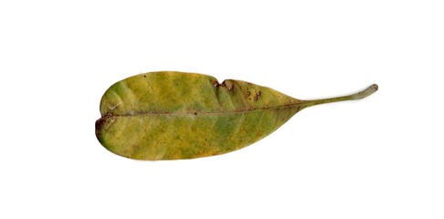 leaf isolated on white background