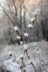 Snow-covered chicory branches at the edge of a forest in early winter