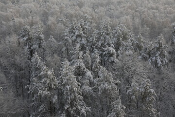 Winter forest in snowy day