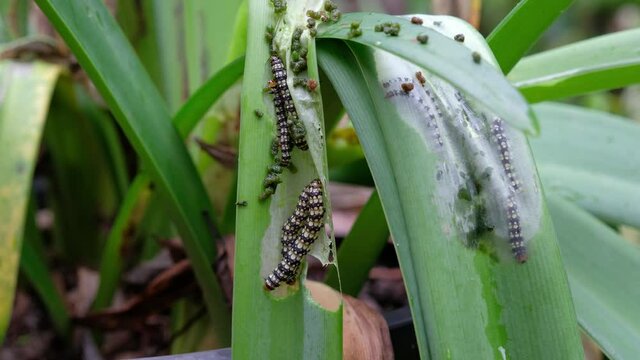 Amaryllis Borer - Brithys crini - caterpillar worm infestation on the leaves of an Amarylillis plant