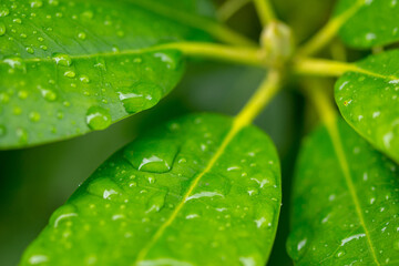 Rhododendron orbiculare,rhododendron,plante,arbuste,feuilles,feuille,goutte,gouttes,rosée,eau,fraîcheur,frais,pluie,macro,gros plan,plein cadre,vert,
