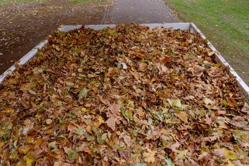 Autumn fall fallen leaf mechanical Collection truck freight load container metal case trailer