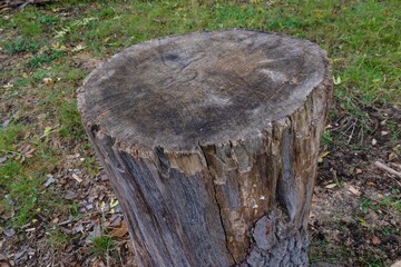 Wood log logging chop chopping lumber