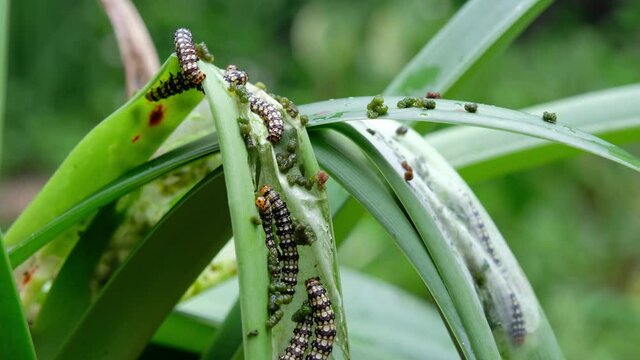 Close up of Amaryllis Borer - Brithys crini - caterpillar worm infestation on the leaves of an Amarylillis plant
