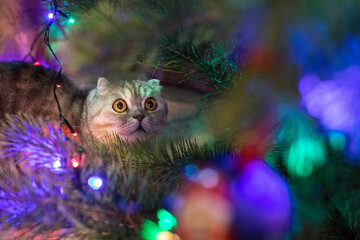 Christmas card, funny cat under the Christmas tree decorated with garlands. Multicolored lights of garlands. Festive atmosphere.