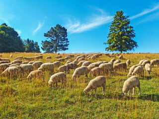 Obraz premium Sheep grazing