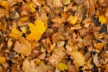 Autumn leaf fall of maple leaves, many dry yellowed leaves on the ground background