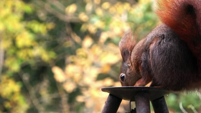 Eurasian red squirrel, Sciurus vulgaris, sits in the black iron food bowl and nibbles happily on the nutritious seeds