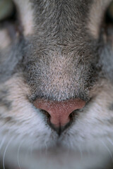extreme closeup nose of tabby cat with selective focus