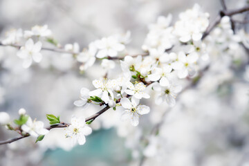 Plum spring flowers