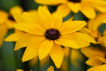 ルドベキア・ヒルタ