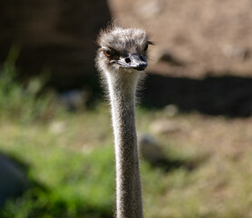 A Face Portrait of an Ostrich with a Clear Look of the Eyes and Beak Looking so Cute