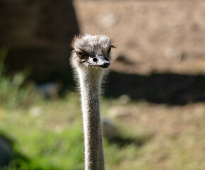 A Face Portrait of an Ostrich with a Clear Look of the Eyes and Beak Looking so Cute