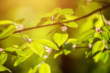 Sunny green leaves