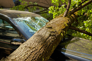a strong wind broke a tree that fell on a car parked nearby