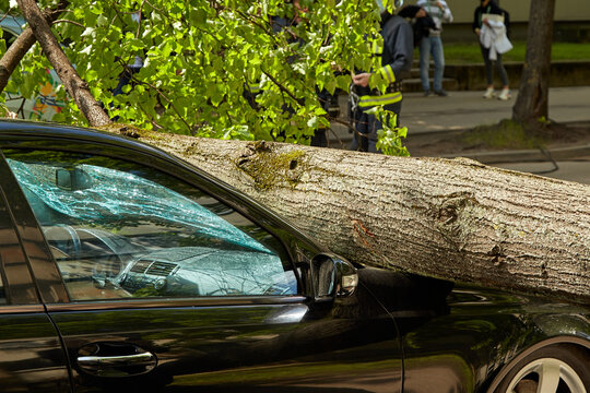 A Strong Wind Broke A Tree That Fell On A Car Parked Nearby