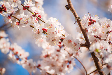 Apricot tree blossoms