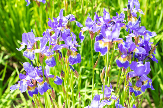 Many blue irises, blooming perennial flower wild plant of swamp