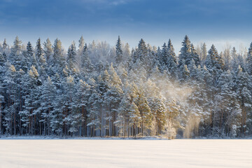 Wonderful winter forest after snowfall.
