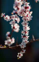 Apricot tree blossoms