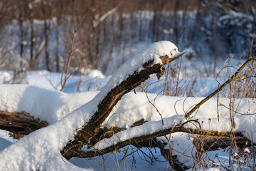 A log in the middle of a winter forest