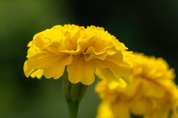 マリーゴールド