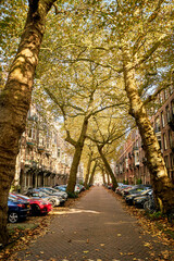 The famous leaning Sycamore trees in the Lomanstraat, Amsterdam