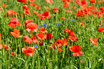 Wide green field with red poppy.