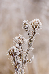 Frosted burdock flowers. Winter seasonal background. Selective focus image of beautiful cold winter nature.