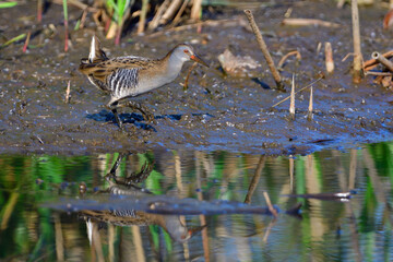 Wasserralle am Morgen im Herbst bei der Jagd in der Oberlausitz	
