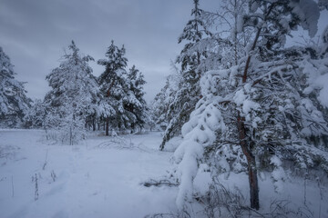winter forest, trees in the snow, nature photos, frosty morning