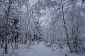 Fototapeta na wymiar winter forest, trees in the snow, nature photos, frosty morning