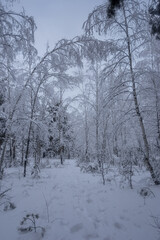 winter forest, trees in the snow, nature photos, frosty morning