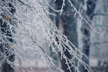 Frosted branches, covered by ice. Winter seasonal background. Selective focus image of beautiful nature.