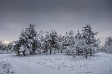 winter forest, trees in the snow, nature photos, frosty morning