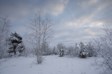 Fototapeta na wymiar winter forest, trees in the snow, nature photos, frosty morning