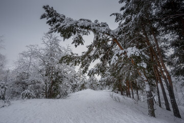 winter forest, trees in the snow, nature photos, frosty morning