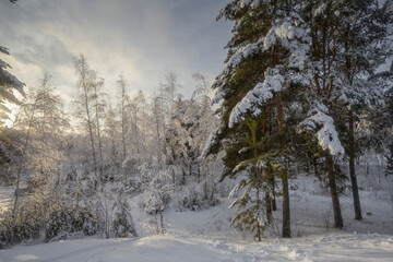 Obraz na płótnie Canvas winter forest, trees in the snow, nature photos