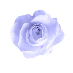 Rose flower isolated on white. Close-up of blooming flower head. Toning in the color of the year 2022, very peri. Trendy colors concept.