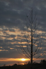 沈む太陽に照らされて立つ葉が全部落ちた一本の木