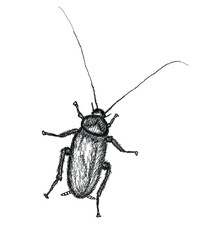 Cockroach in line art . Hand drawn insect illustration. Vector illustration isolated on white background.