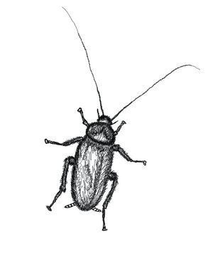 recommend clip art: Cockroach in line art . Hand drawn insect illustration. Vector illustration isolated on white background.