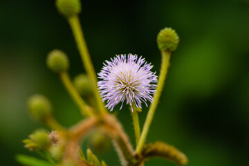 Blooming mimosa (sensitive plant) flower and several buds in the middle of the forest