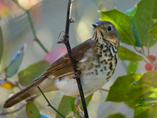Hermit Thrush Warbler Bird