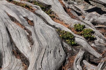 Big roots of a old larch tree.
